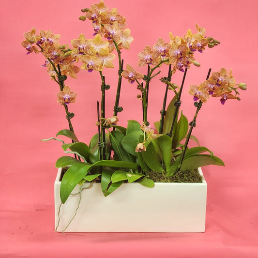 Potted Orchids (Lux Rectangle)