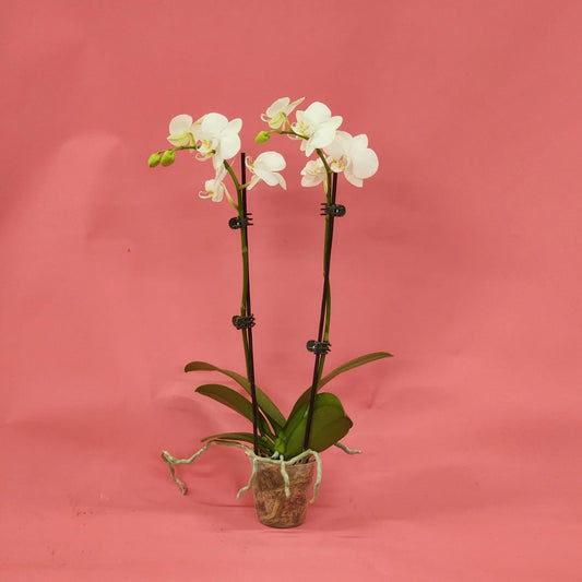 Potted Orchids (Mini double stem)